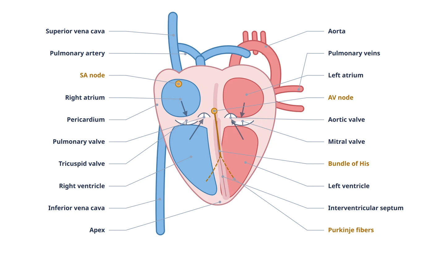 Labeled heart diagram