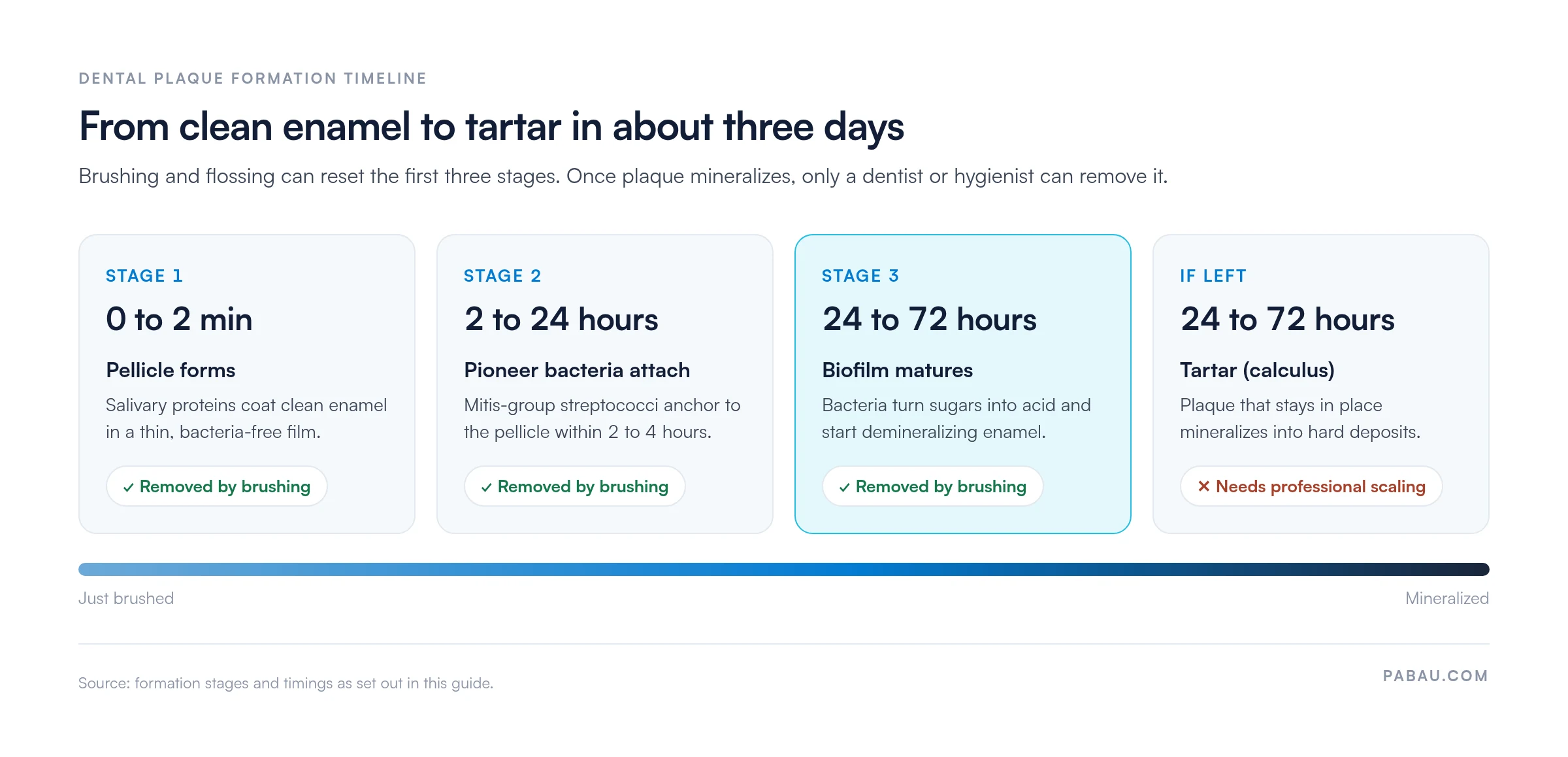 Timeline of dental plaque formation: pellicle forms in 0 to 2 minutes, pioneer bacteria attach from 2 to 24 hours, biofilm matures at 24 to 72 hours, and plaque left in place mineralizes into tartar within 24 to 72 hours, which needs professional scaling