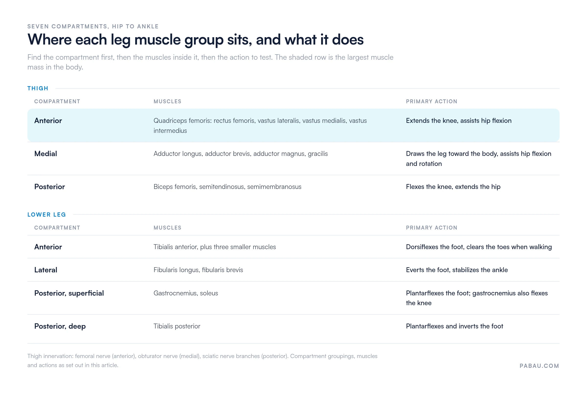 Grid of the leg's seven muscle compartments and their actions: thigh anterior (quadriceps femoris, extends the knee), thigh medial (adductors, draws the leg toward the body), thigh posterior (hamstrings, flexes the knee and extends the hip), lower leg anterior (tibialis anterior, dorsiflexes the foot), lateral (fibularis longus and brevis, everts the foot), posterior superficial (gastrocnemius and soleus, plantarflexes the foot), posterior deep (tibialis posterior, plantarflexes and inverts the foot)