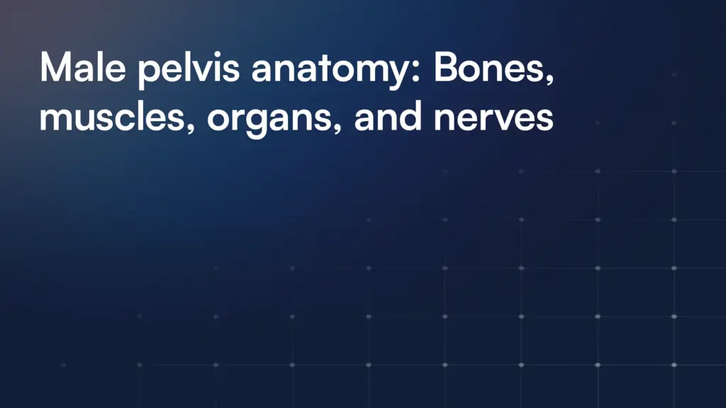 Male pelvis anatomy: Bones, muscles, organs, and nerves