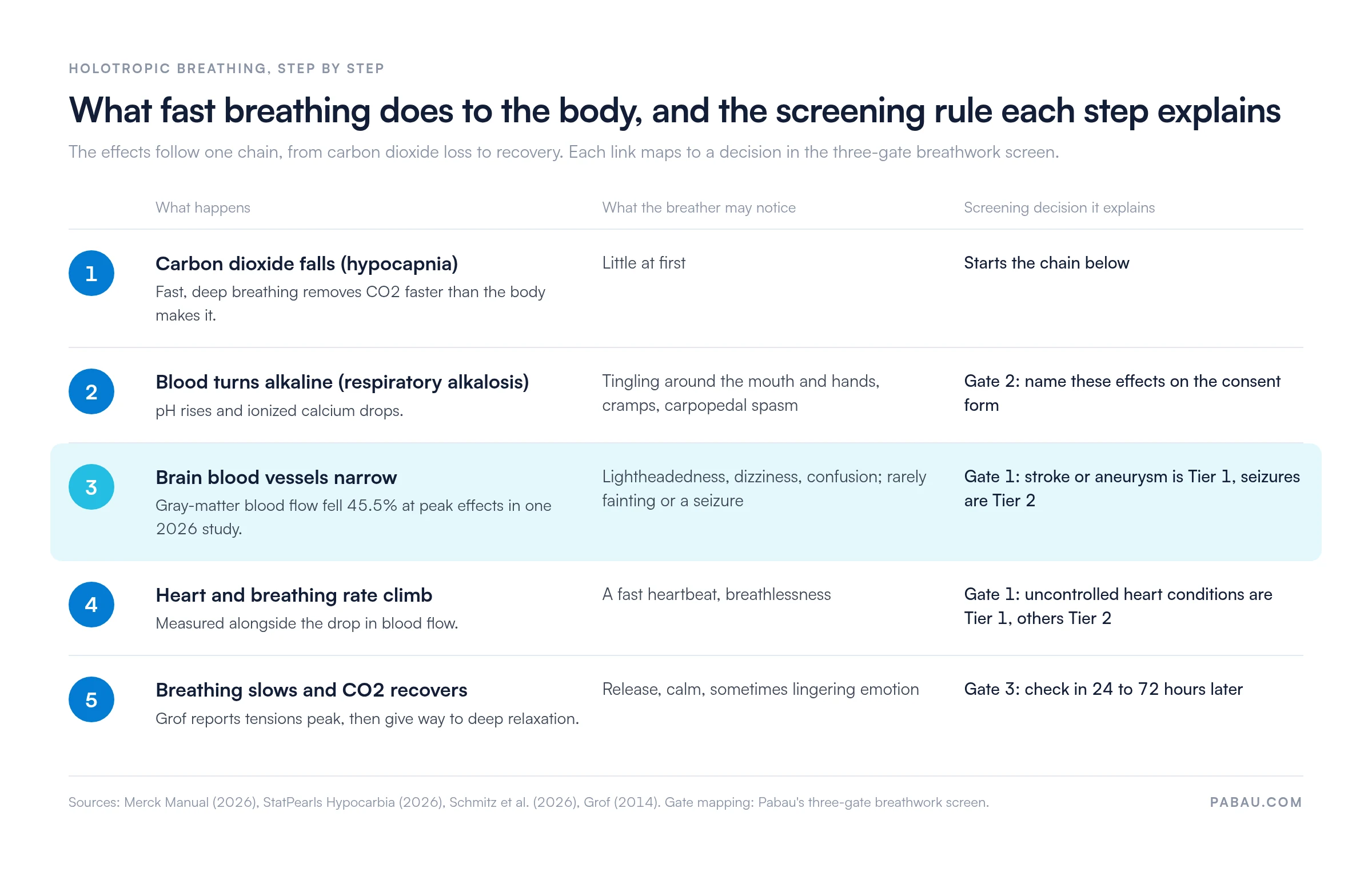Five-step chain of what holotropic breathing does to the body: carbon dioxide falls; blood turns alkaline, causing tingling and carpopedal spasm (Gate 2 consent); brain blood vessels narrow, with gray-matter blood flow down 45.5% at peak in a 2026 study (Gate 1: stroke or aneurysm Tier 1, seizures Tier 2); heart and breathing rate climb (Gate 1 heart tiers); breathing slows and CO2 recovers (Gate 3 check-in at 24 to 72 hours).